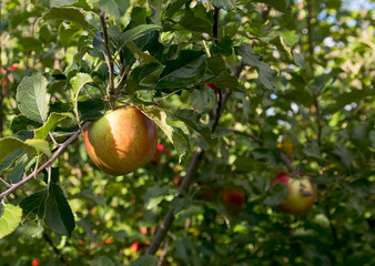 Apple Growing on Tree