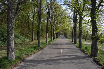 Carreteras a través de bosques.