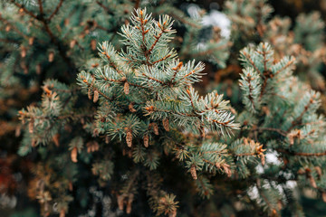 Green branches ate on a tree in the forest.