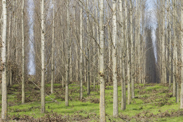 Line of autumn trees