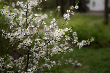 White cherry flowers branches spring blossoms on a green park background