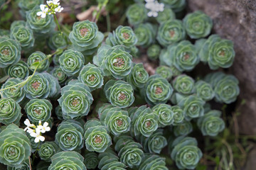 Spring western rose root flower, Rhodiola rose, golden root, Aaron's rod, Arctic root, king's crown, lignum rhodium, orpine rose