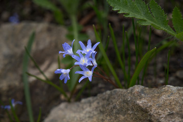 Blue Bossier's Lucile's glory-of-the-snow Chionodoxa luciliae Scilla luciliae