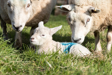 Naklejka na ściany i meble Two ewe sheep stand guard over a lamb
