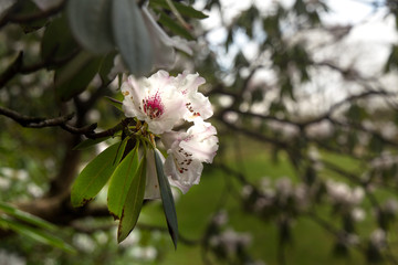 Blooming white Rhododendron flowers blossoms branches Himalayan India alpine