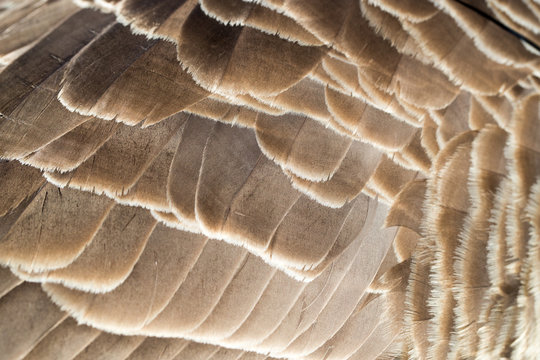 Close up shot of a Canada Goose wing