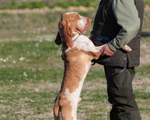 Italian Bracco, a pointing hunting dog breed