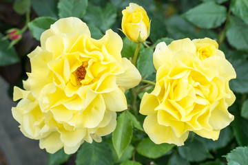 Garden roses of different colors
