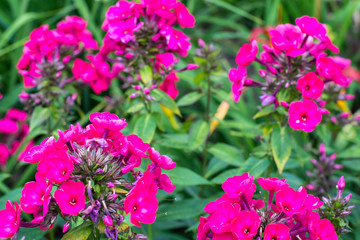 Fragrant phlox in the garden