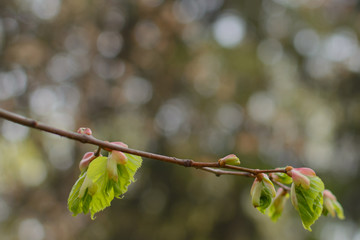 Spring. Linden blossom leaves. Kidneys. Birth.