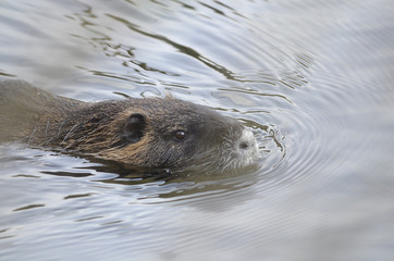 Otter in einem See