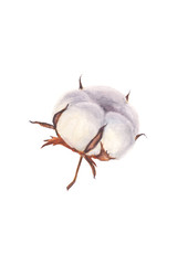Watercolor hand painted cotton ball isolated on white background