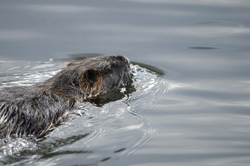 Otter in einem See