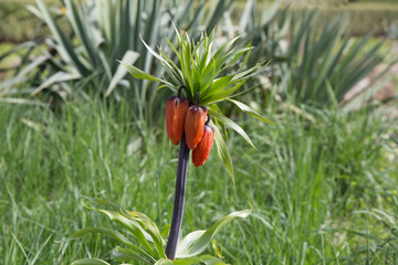 Blooming red Cluster of orange flowers. Fritillaria imperiali, crown imperial bloom blossoms