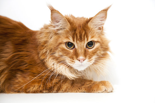 red cat with yellow eyes on white background