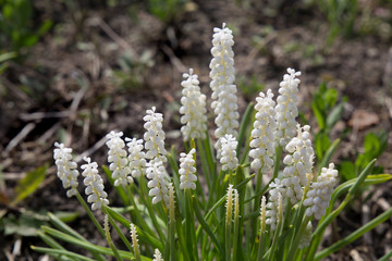 Blooming white magic grape hyacinth flowers Muscari Mascara ornamental garden plant blossoms