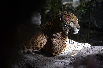 Fototapeta na wymiar leopardo