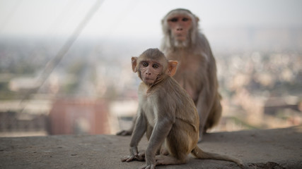 Monkeys in India