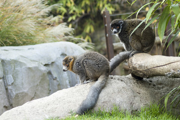 A shy Mongoose lemur