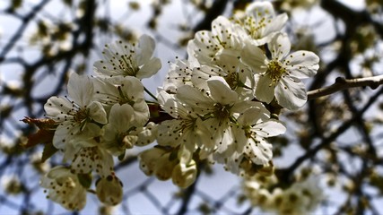 Kirschblüte, Kirschblütenfest Japan: Blumen Blüten Frühling Sommer