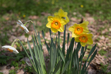 Fototapeta premium Blooming yellow Narcissus flowers macro closeup daffodil daffadowndilly jonquil blossoms in park