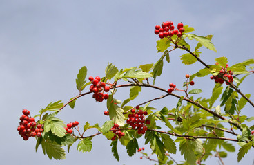 Ripe red wild rowan on branch.