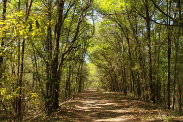 Fototapeta premium Canopy in Florida