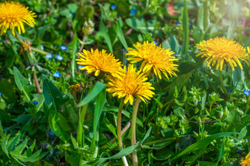 Flowering yellow dandelions on a green lawn