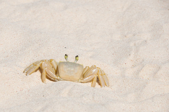 Bridgetown, Barbados - Tropical island - Caribbean sea - Sand crab at Brownes beach - Carlisle bay