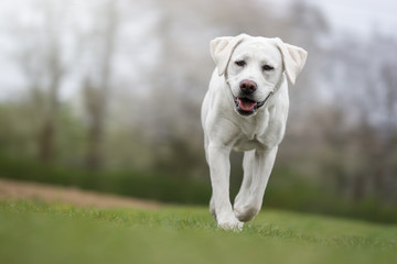 Junger labrador retriever hund welpe rennt über eine wiese