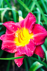 Beautiful daylilies growing in the garden