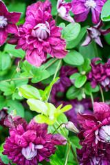 Clematis-flowers for landscape design