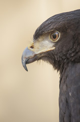 Profile of Harris Hawk