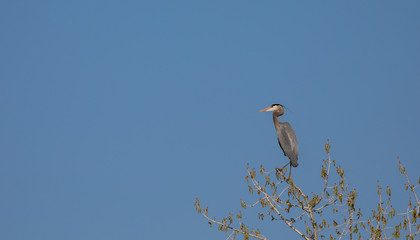 Blue heron in tree top