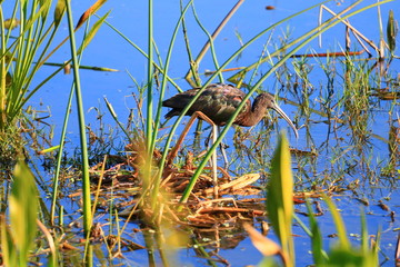 Wetlands