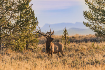 Bull Elk in the Fall Rut