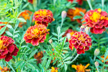 Obraz na płótnie Canvas Red marigolds with green leaves