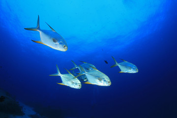 Pompano fish in ocean