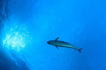 Tuna fish