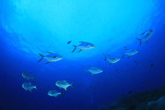 Pompano fish in ocean