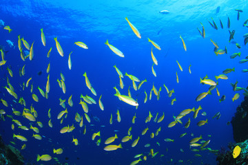 Naklejka na ściany i meble School of Snapper fish in ocean