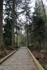 Obraz premium the path