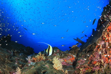 Fototapeta na wymiar Underwater ocean coral reef and fish