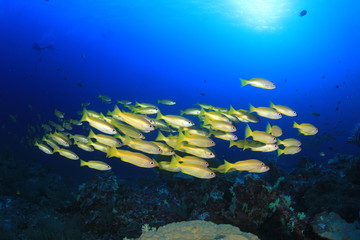 Fototapeta na wymiar School of Snapper fish in ocean