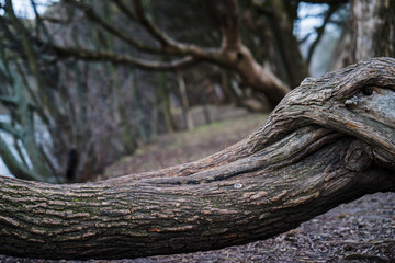 large curved tree branches