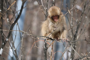 スノーモンキー/冬の山奥にいる野生の猿