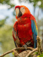 The scarlet macaw