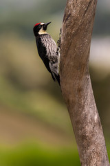 melanerpes_formicivorus