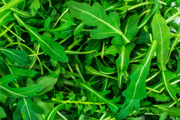 Fototapeta premium Fresh arugula in plastic container