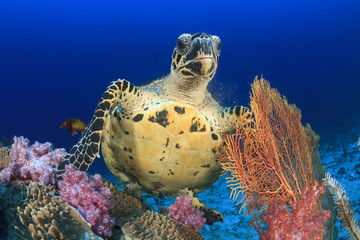 Tortue imbriquée mangeant du corail sur un récif sous-marin